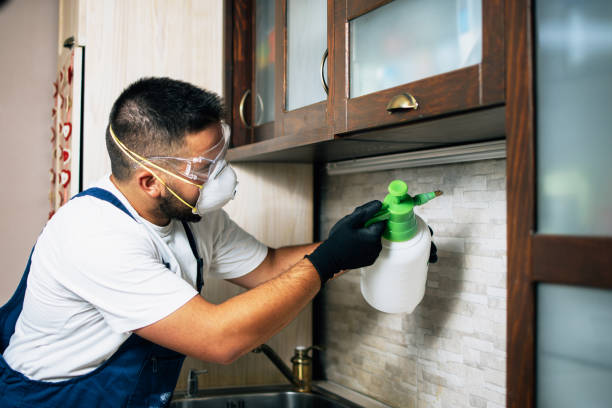 Best Affordable Pest Control Services  in Maeser, UT