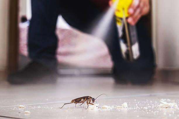 Best Pest Removal Services  in Maeser, UT