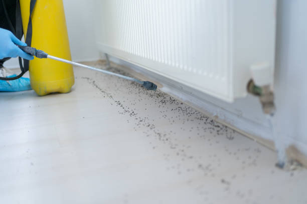 Best Pest Prevention Services  in Maeser, UT