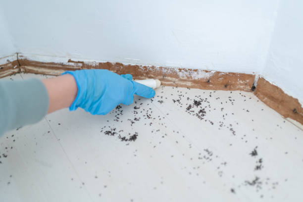 Best Mosquito Control Services  in Maeser, UT